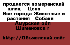 продается померанский шпиц  › Цена ­ 35 000 - Все города Животные и растения » Собаки   . Амурская обл.,Шимановск г.